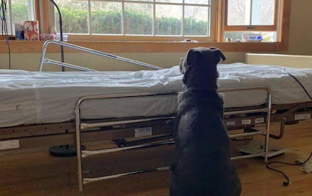 Dog Loyal - Dog Waits by His Owner