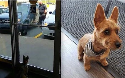 Dog Crying Inside Extremely Hot Vehicle Rescued by Bystanders at Pet Store